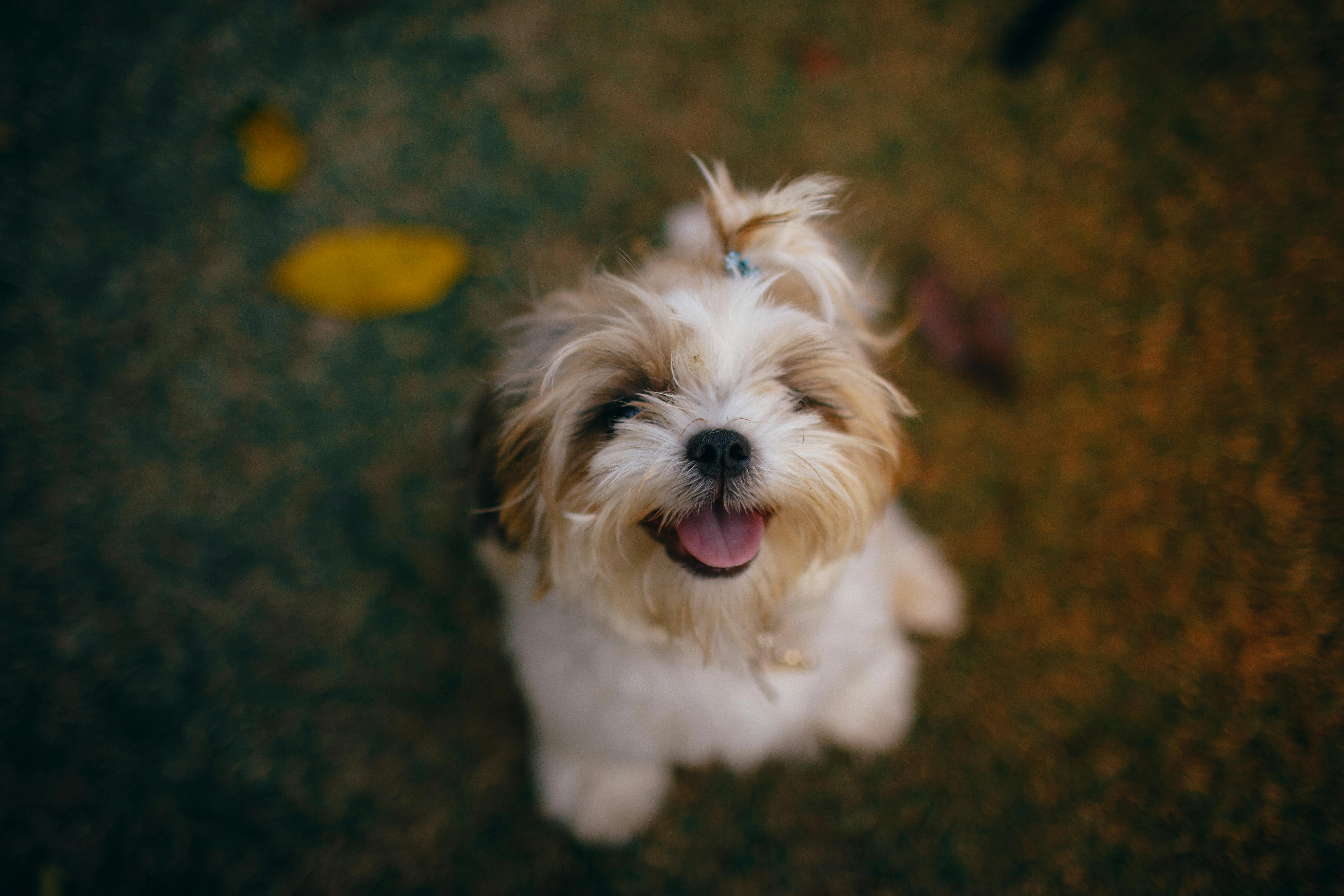 犬貓心臟門診常見問題